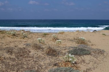 İsrail devletinin kuzeyinde Akdeniz'in ıssız kıyıları 