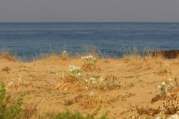 Côte Déserte Mer Méditerranée Nord État Israël — Photo