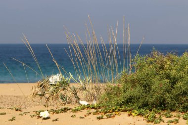 İsrail devletinin kuzeyinde Akdeniz'in ıssız kıyıları 