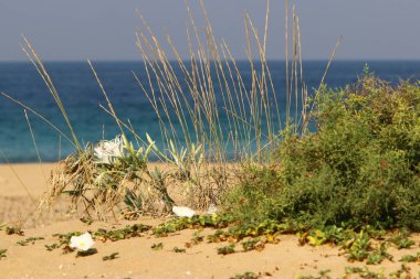 İsrail devletinin kuzeyinde Akdeniz'in ıssız kıyıları 
