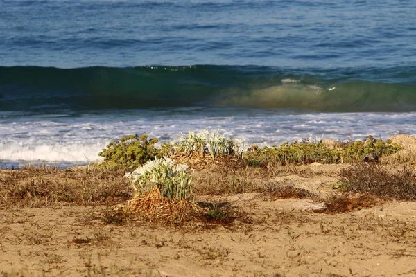 Deserted Coast Mediterranean Sea North State Israel — Stock Photo, Image