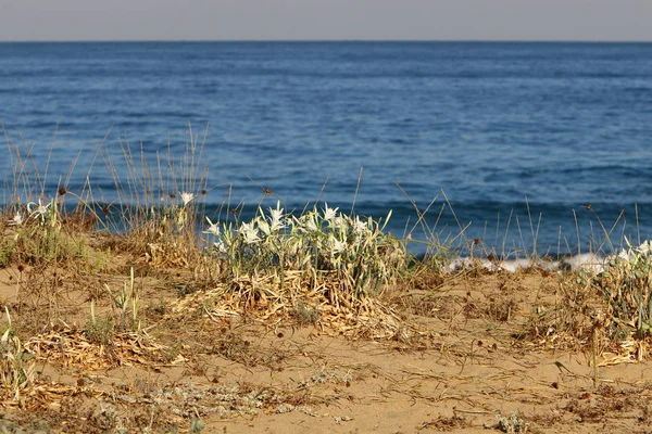 Costa Deserta Del Mar Mediterraneo Nel Nord Dello Stato Israele — Foto Stock