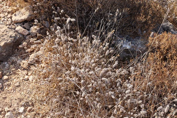 Torra Grenar Och Törnen Stadspark Norra Israel — Stockfoto