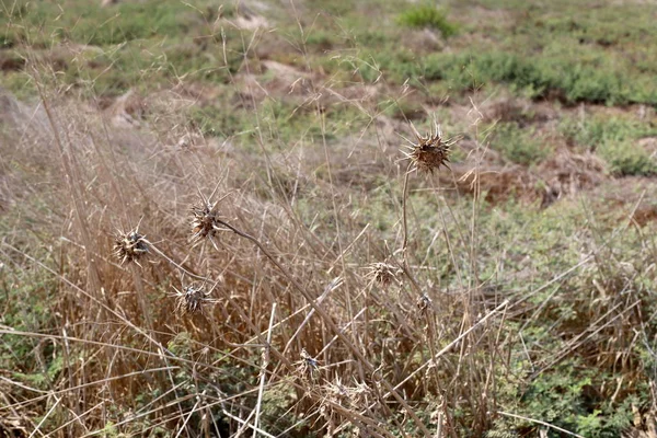 Ramas Secas Espinas Parque Ciudad Norte Israel — Foto de Stock