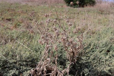 İsrail'in kuzeyinde bir şehir parkında kuru dalları ve dikenler 