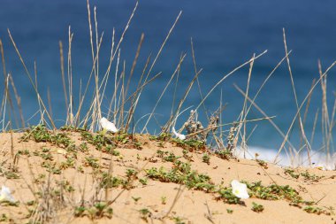 İsrail'in kuzeyinde bir şehir parkında kuru dalları ve dikenler 