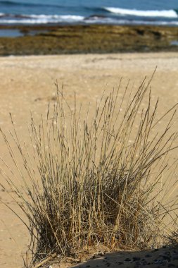 İsrail'in kuzeyinde bir şehir parkında kuru dalları ve dikenler 
