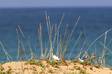 İsrail'in kuzeyinde bir şehir parkında kuru dalları ve dikenler 