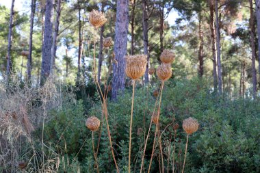 İsrail'in kuzeyinde bir şehir parkında kuru dalları ve dikenler 