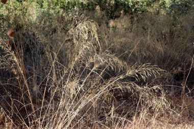 İsrail'in kuzeyinde bir şehir parkında kuru dalları ve dikenler 