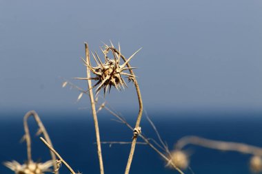 İsrail'in kuzeyinde bir şehir parkında kuru dalları ve dikenler 