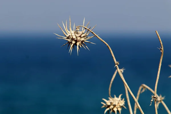 Dry Branches Thorns City Park North Israel — Stock Photo, Image