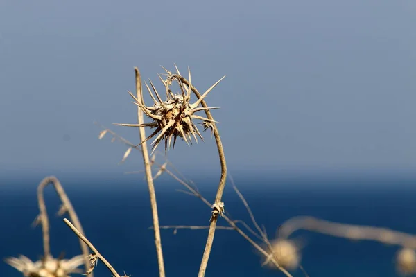 Rami Secchi Spine Parco Cittadino Nel Nord Israele — Foto Stock