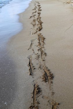 İsrail'in kuzeyinde Akdeniz kıyılarında kum ayak izleri 