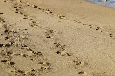 İsrail'in kuzeyinde Akdeniz kıyılarında kum ayak izleri 