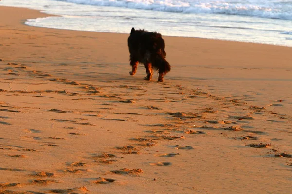 Footprints Sand Shores Mediterranean Sea North Israel — Stock Photo, Image