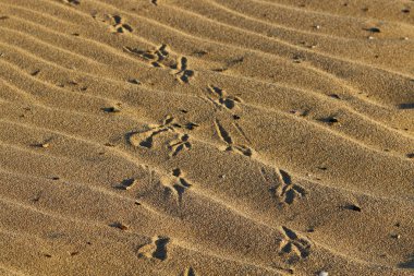 İsrail'in kuzeyinde Akdeniz kıyılarında kum ayak izleri 