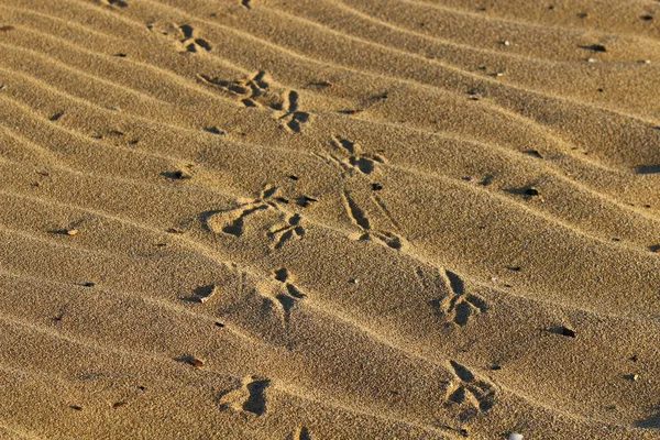 footprints in the sand on the shores of the Mediterranean Sea in the north of Israel