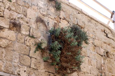 İsrail'in kuzeyinde Acre kentinde antik bir taş ve beton kale yüksek duvar 