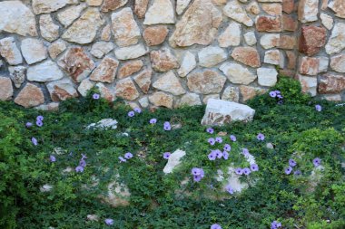 İsrail'in kuzeyinde Acre kentinde antik bir taş ve beton kale yüksek duvar 