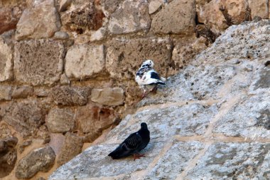 İsrail'in kuzeyinde Acre kentinde antik bir taş ve beton kale yüksek duvar 
