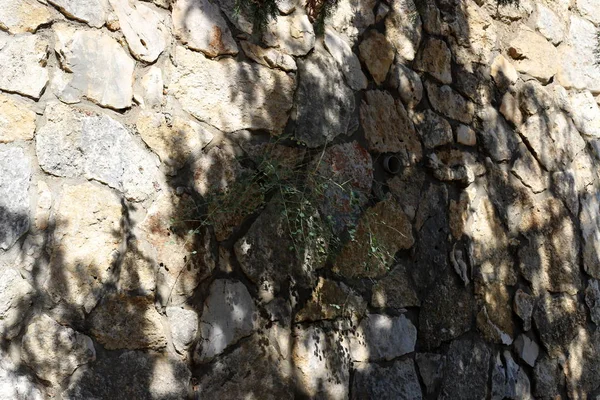 以色列北部阿克城的古石和混凝土堡垒的高墙 — 图库照片
