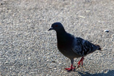 Akdeniz kıyısında bir plajda mavi bir güvercin oturur 