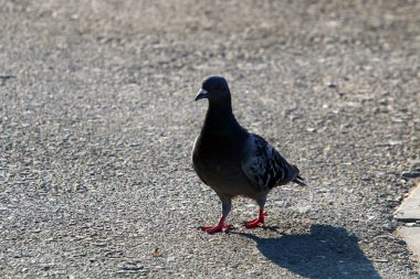 Akdeniz kıyısında bir plajda mavi bir güvercin oturur 