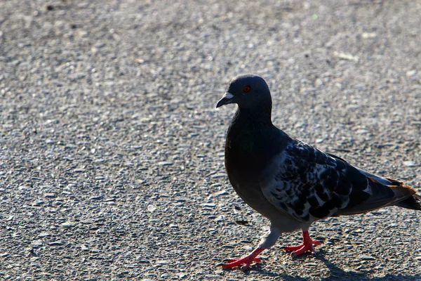 Blue Dove Sits Beach Shores Mediterranean Sea — Stock Photo, Image