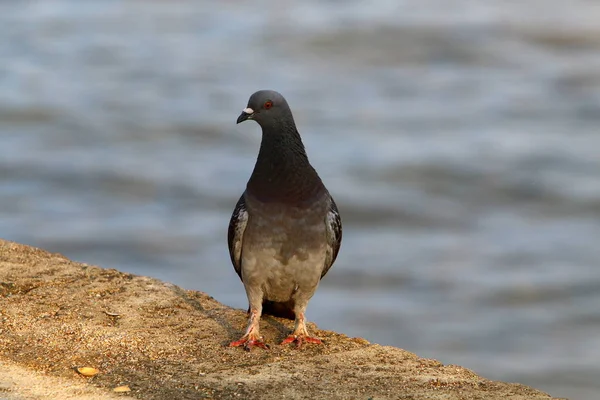 Una Paloma Azul Sienta Una Playa Orillas Del Mar Mediterráneo — Foto de Stock