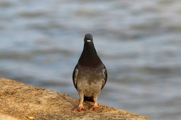 Una Paloma Azul Sienta Una Playa Orillas Del Mar Mediterráneo — Foto de Stock