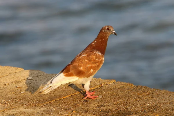 Blue Dove Sits Beach Shores Mediterranean Sea — Stock Photo, Image