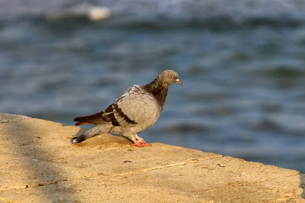 Uma Pomba Azul Senta Uma Praia Nas Margens Mar Mediterrâneo — Fotografia de Stock