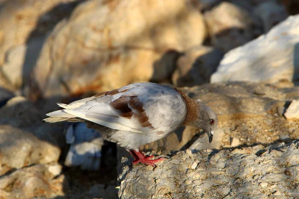 青い鳩は地中海の海岸のビーチに座っている — ストック写真