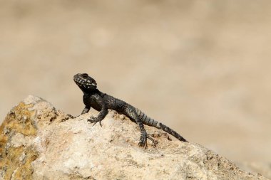 kertenkele kuzey İsrail'de sıcak bir kaya üzerinde oturur ve güneşin tadını çıkarır 