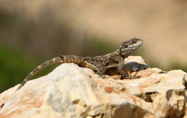 kertenkele kuzey İsrail'de sıcak bir kaya üzerinde oturur ve güneşin tadını çıkarır 