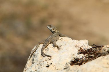 kertenkele kuzey İsrail'de sıcak bir kaya üzerinde oturur ve güneşin tadını çıkarır 