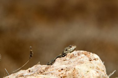 kertenkele kuzey İsrail'de sıcak bir kaya üzerinde oturur ve güneşin tadını çıkarır 