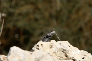 kertenkele kuzey İsrail'de sıcak bir kaya üzerinde oturur ve güneşin tadını çıkarır 