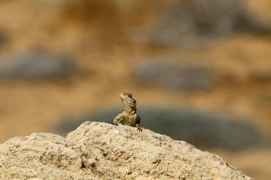 kertenkele kuzey İsrail'de sıcak bir kaya üzerinde oturur ve güneşin tadını çıkarır 