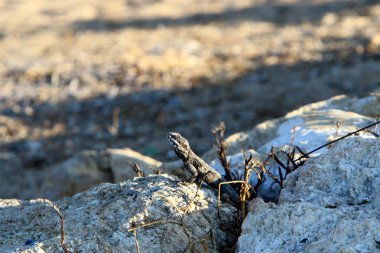 kertenkele kuzey İsrail'de sıcak bir kaya üzerinde oturur ve güneşin tadını çıkarır 
