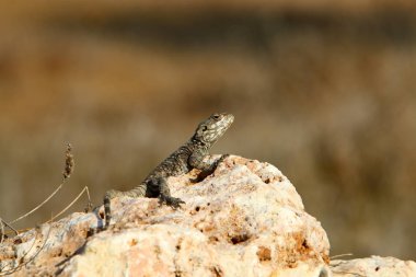 kertenkele kuzey İsrail'de sıcak bir kaya üzerinde oturur ve güneşin tadını çıkarır 