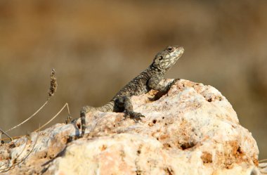 kertenkele kuzey İsrail'de sıcak bir kaya üzerinde oturur ve güneşin tadını çıkarır 