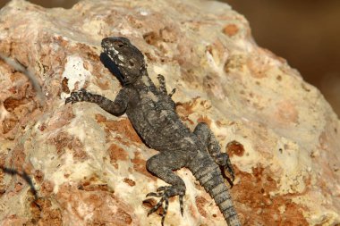 kertenkele kuzey İsrail'de sıcak bir kaya üzerinde oturur ve güneşin tadını çıkarır 