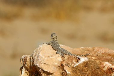 kertenkele kuzey İsrail'de sıcak bir kaya üzerinde oturur ve güneşin tadını çıkarır 