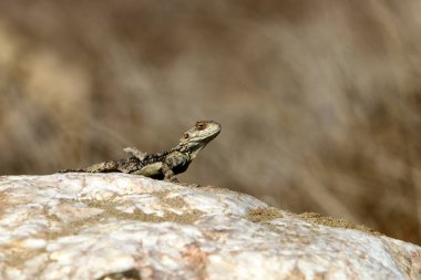 kertenkele kuzey İsrail'de sıcak bir kaya üzerinde oturur ve güneşin tadını çıkarır 