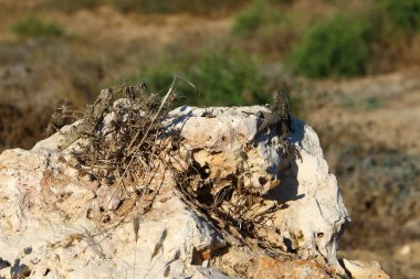 kertenkele kuzey İsrail'de sıcak bir kaya üzerinde oturur ve güneşin tadını çıkarır 