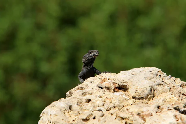 Lézard Assis Sur Rocher Chaud Dans Nord Israël Prélasse Soleil — Photo