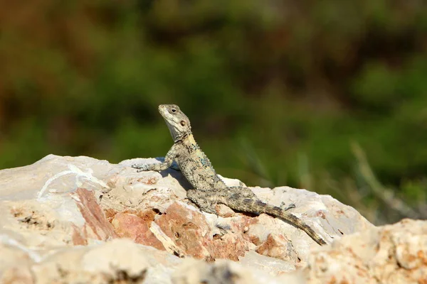 Lézard Assis Sur Rocher Chaud Dans Nord Israël Prélasse Soleil — Photo