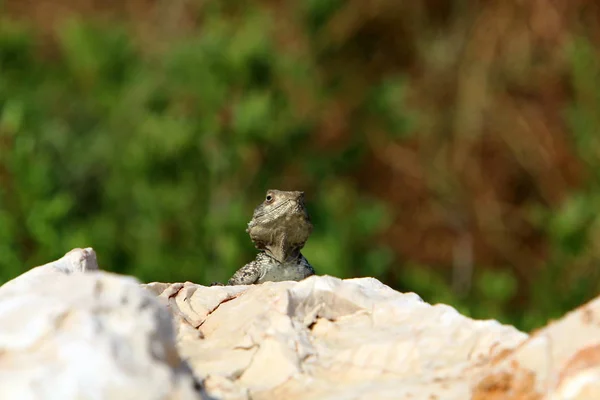Jaszczurka Siedzi Gorącej Skale Północnym Izraelu Basks Słońcu — Zdjęcie stockowe